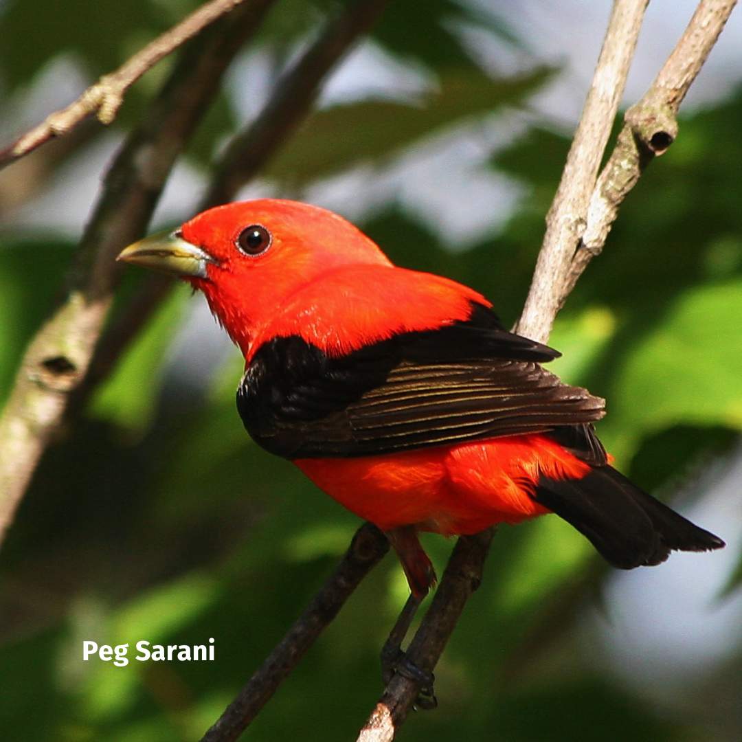 1 A red bird with black wings.