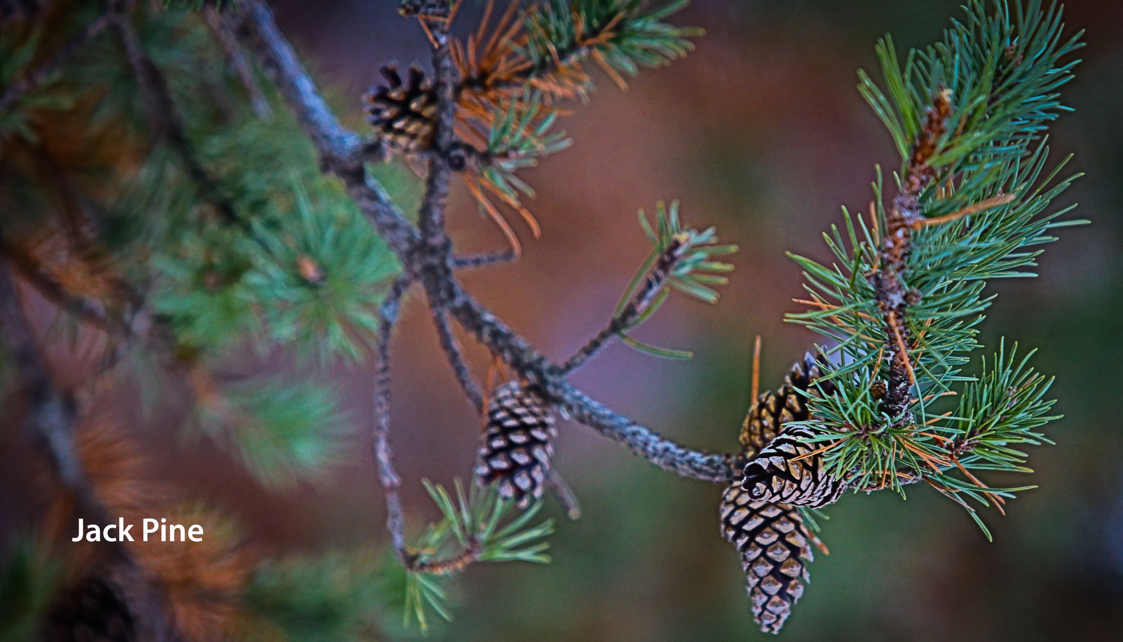 Jack Pine A tree with pinecones.