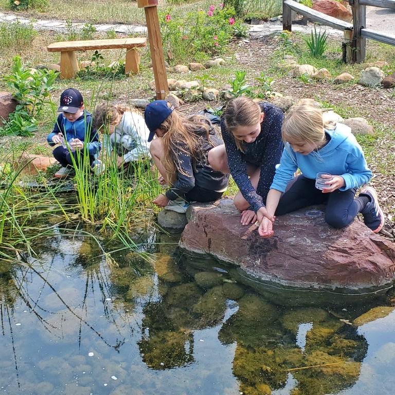 Nature Camp Frog Week 1 A group of kids looking into a pond.