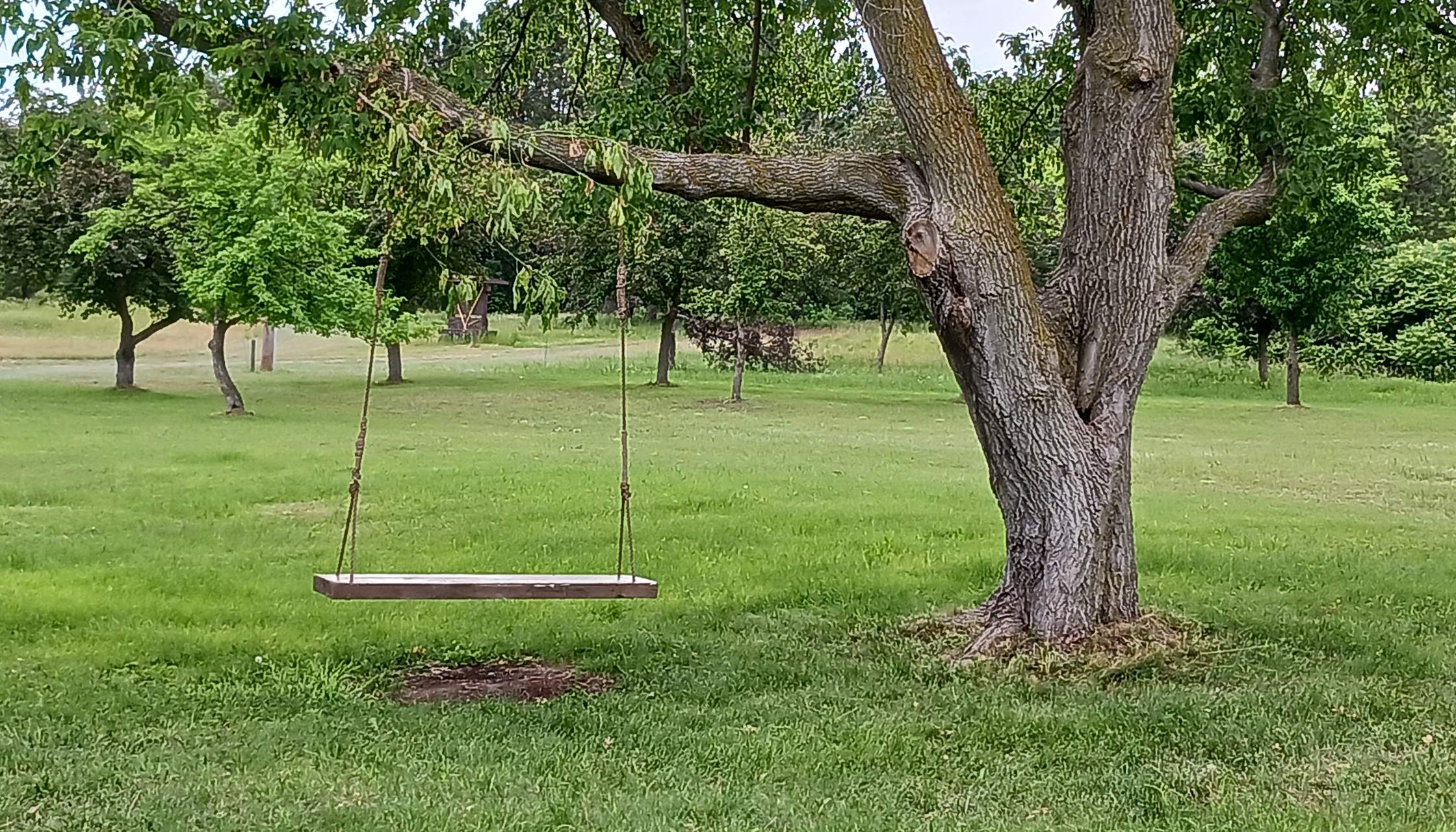 A tree swing.
