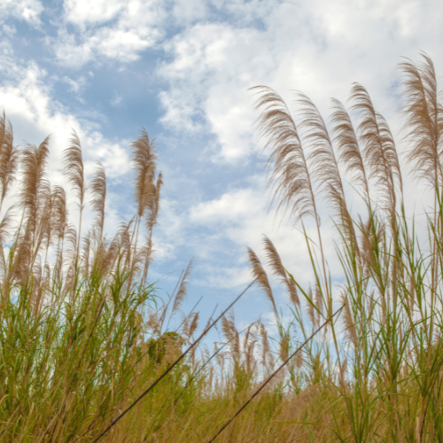Prairie grass.
