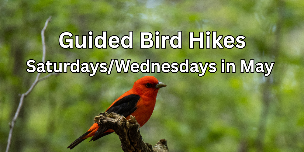 Bird Hikes