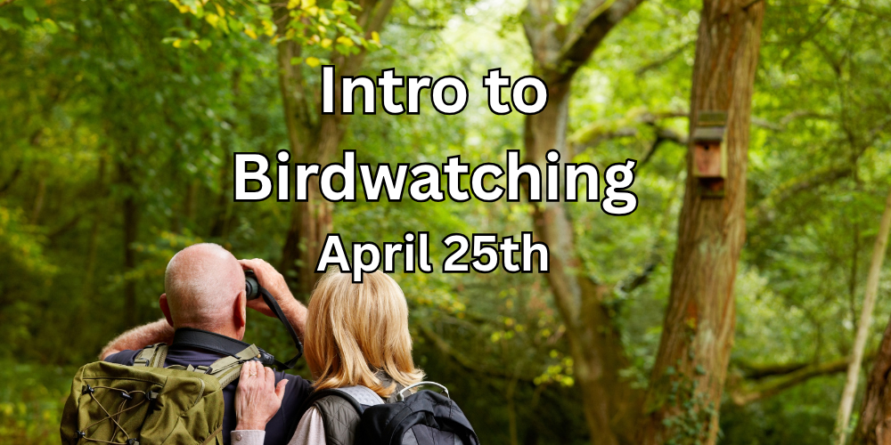 Intro to birdwatching