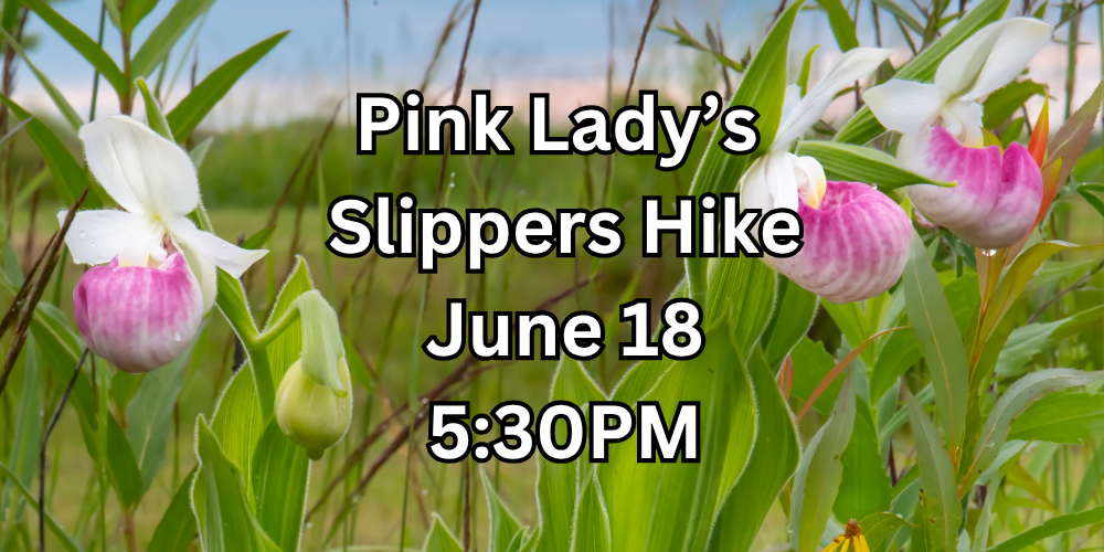 Ladys Slipppers